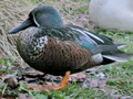 Australasian Shoveler